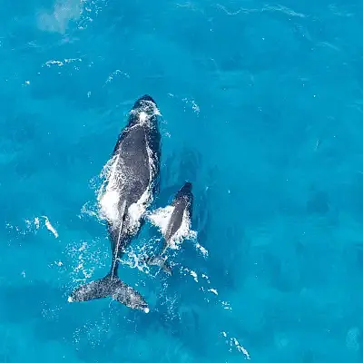 Humpback whale swimming alongside its calf