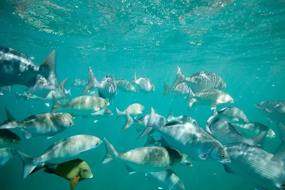 Schooling tropical fish in clear water