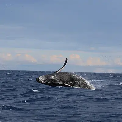 Humpback whale slapping its tail fin on the ocean surface