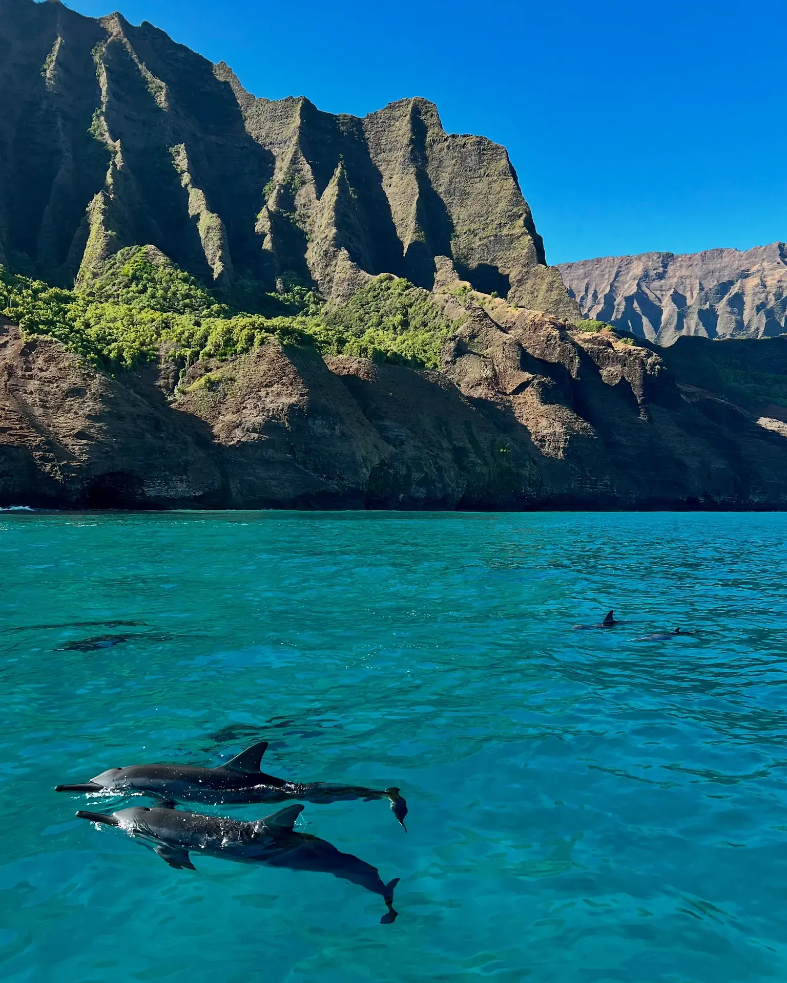 Spinner dolphins beneath the Nā Pali cliffs