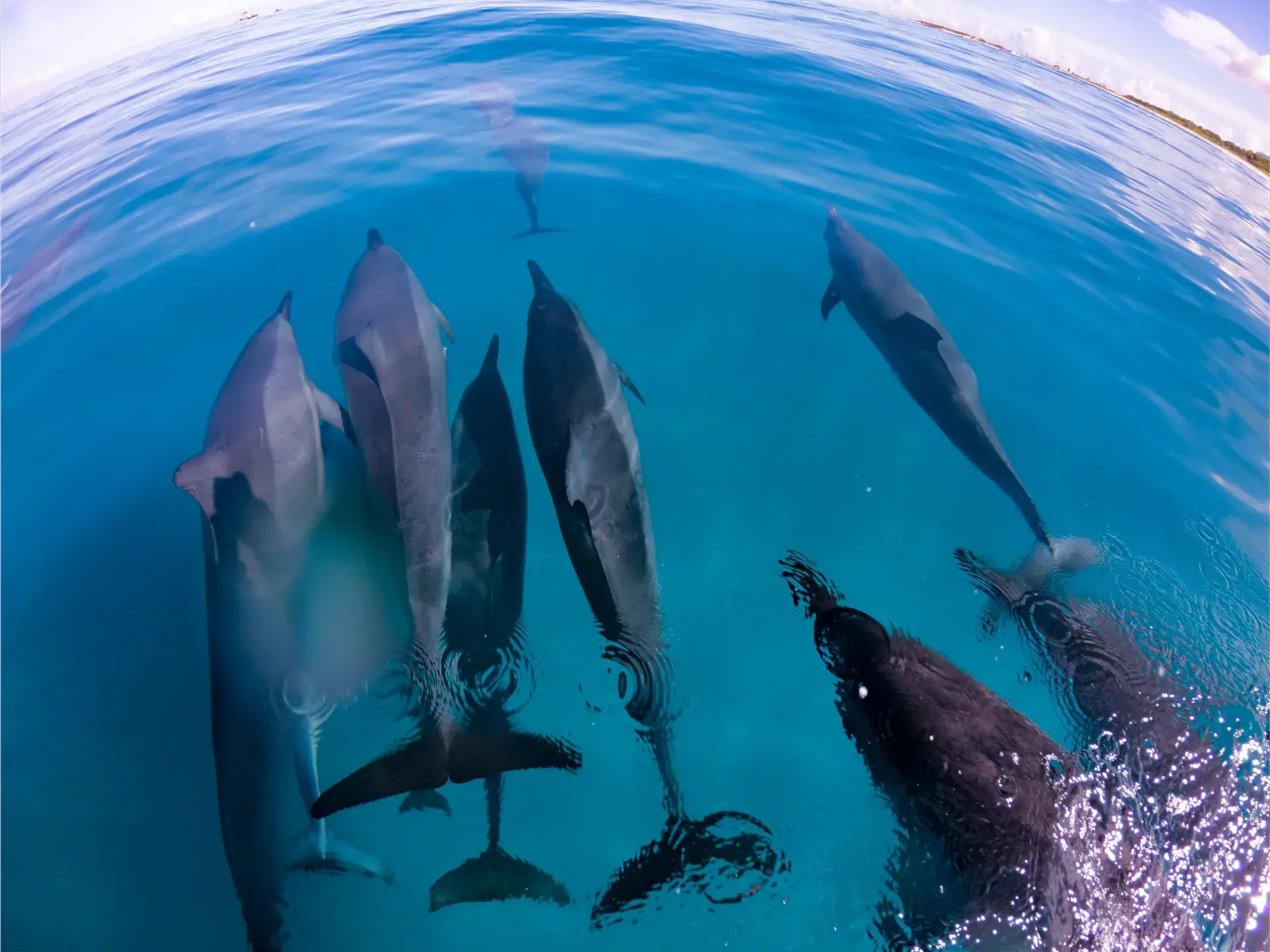 Pod of spinner dolphins at the surface