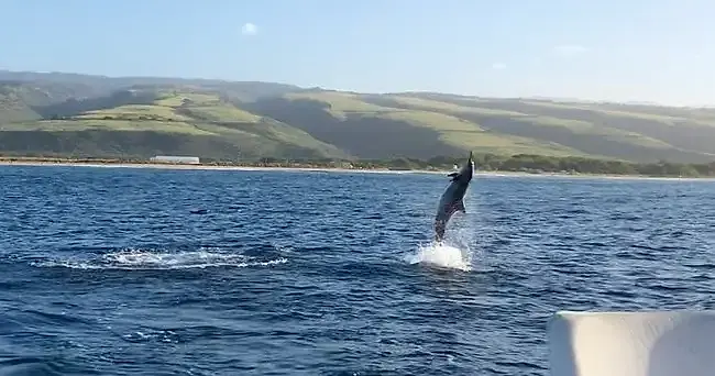 Dolphin leaping off Kauaʻi's west shore