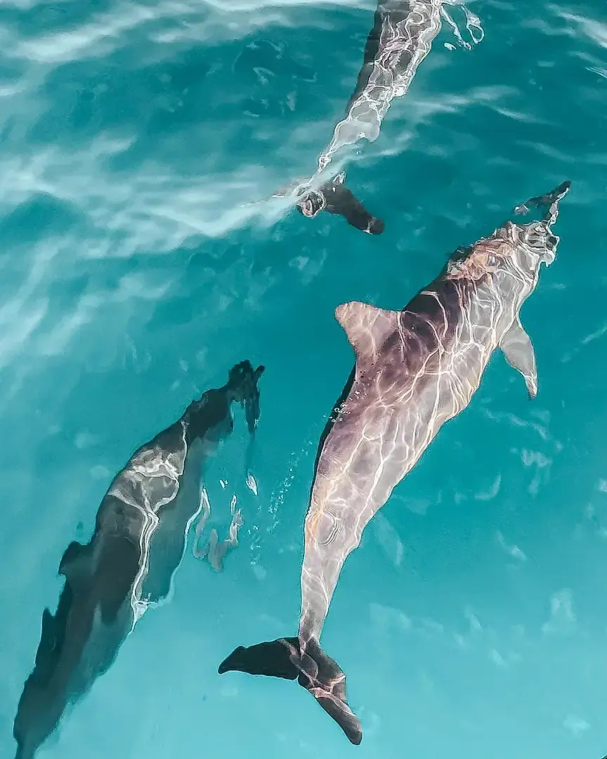 Swim with Dolphins